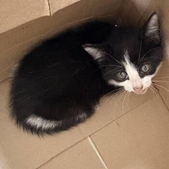 Square -  Domestic Short Hair Cat for Adoption in Newark, New Jersey - Square | PetCurious