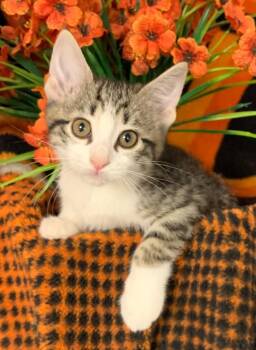 5/21/26 Rini -  Domestic Short Hair Cat for Adoption in Stillwater, Oklahoma - 5/21/26 Rini | PetCurious