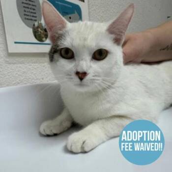 Domestic Short Hair Cats Available for Adoption - UK | PetCurious