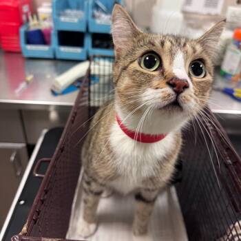 Sandy -  Domestic Short Hair Cat for Adoption in Chicago, Illinois - Sandy | PetCurious