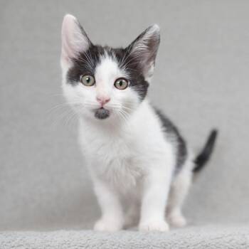 Tara -  Domestic Short Hair Cat for Adoption in Sunnyvale, California - Tara | PetCurious