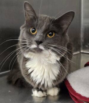 Fiona -  Domestic Long Hair Cat for Adoption in Mansfield, Connecticut - Fiona | PetCurious