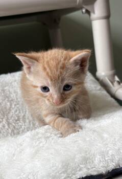 Brioche -  Domestic Short Hair Cat for Adoption in Geneseo, Illinois - Brioche | PetCurious