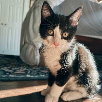 Rafia -  Domestic Short Hair Cat for Adoption in Richmond, Virginia - Rafia | PetCurious