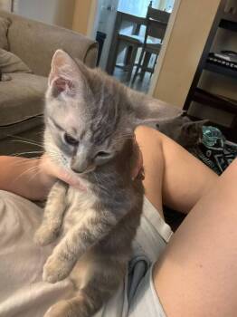 Cloud -  Domestic Short Hair Cat for Adoption in St. Cloud, Florida - Cloud | PetCurious