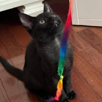 Eve -  Domestic Short Hair Cat for Adoption in Fairfax Station, Virginia - Eve | PetCurious