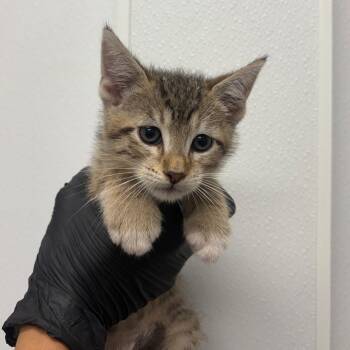 Doritos -  Domestic Short Hair Cat for Adoption in Abilene, Texas - Doritos | PetCurious
