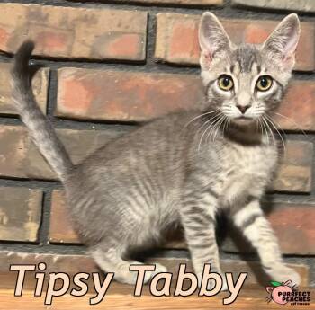 Tipsy Tabby -  Domestic Short Hair Cat for Adoption in Douglasville, Georgia - Tipsy Tabby | PetCurious