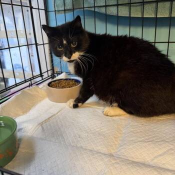 Bootsie -  Domestic Short Hair Cat for Adoption in Pennsville Township, New Jersey - Bootsie | PetCurious