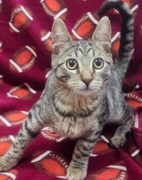 Binx -  Domestic Short Hair Cat for Adoption in Little Rock, Arkansas - Binx | PetCurious