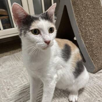 Penelope -  Domestic Short Hair Cat for Adoption in Lewisville, Texas - Penelope | PetCurious