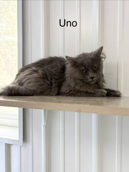 Uno -  Domestic Long Hair Cat for Adoption in Big Rapids, Michigan - Uno | PetCurious