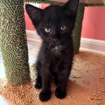 Domestic Short Hair Cats Available for Adoption in Granville, Ohio - Patron | PetCurious