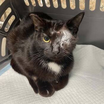 Domestic Short Hair Cats Available for Adoption in Dickinson, Texas - Blinky | PetCurious