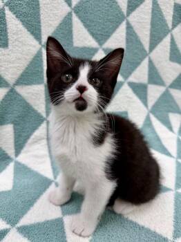 Skiff -  Domestic Short Hair Cat for Adoption in Columbus, Ohio - Skiff | PetCurious