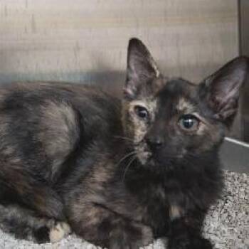 Atari -  Domestic Short Hair Cat for Adoption in Bullhead City, Arizona - Atari | PetCurious