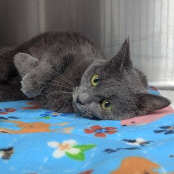Marta -  Domestic Short Hair Cat for Adoption in Indianapolis, Indiana - Marta | PetCurious