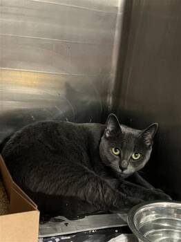 Monique -  Domestic Short Hair Cat for Adoption in West Chester, Pennsylvania - Monique | PetCurious