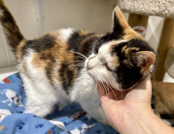 Mags -  Domestic Short Hair Cat for Adoption in Ashland, Ohio - Mags | PetCurious