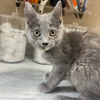 Felicity -  Domestic Short Hair Cat for Adoption in Lewisburg, West Virginia - Felicity | PetCurious