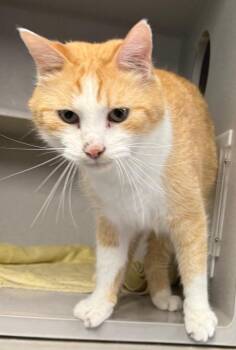Domestic Short Hair Cats Available for Adoption in Greencastle, Indiana - Nugget | PetCurious