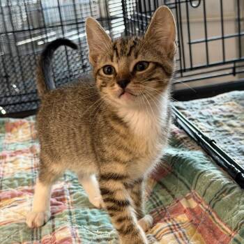 Soxs -  Domestic Short Hair Cat for Adoption in Hernando, Mississippi - Soxs | PetCurious