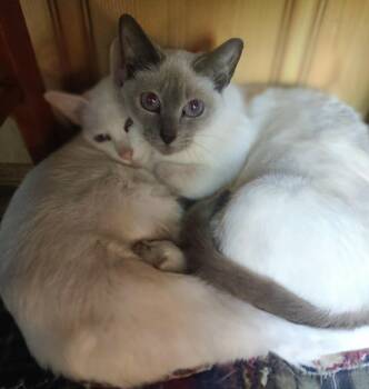 Morgan & Marley -  Domestic Short Hair Cat for Adoption in Fredericton, New Brunswick - Morgan & Marley | PetCurious