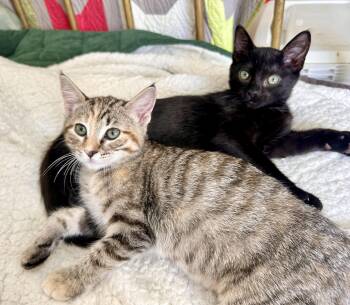 Calla Lily -  Domestic Short Hair Cat for Adoption in San Francisco, California - Calla Lily | PetCurious