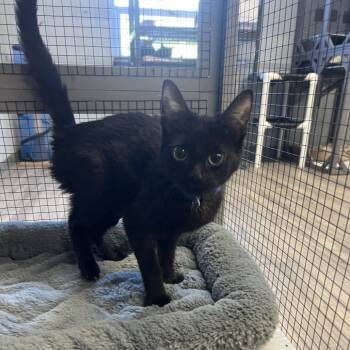 Domestic Medium Hair Cats Available for Adoption in St. Louis, Missouri - Star Star | PetCurious