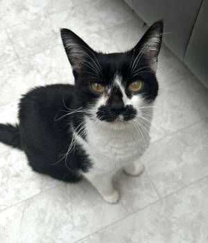 Chiclet -  Domestic Short Hair Cat for Adoption in Maple Ridge, British Columbia - Chiclet | PetCurious