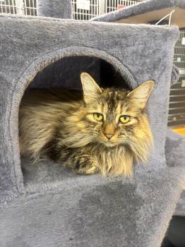 Shirley -  Domestic Long Hair Cat for Adoption in Edison, New Jersey - Shirley | PetCurious
