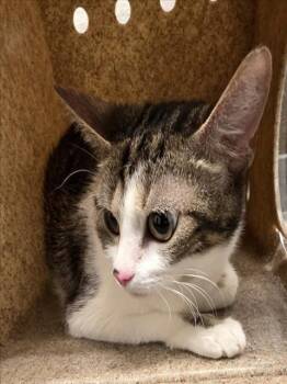American Shorthair Cats Available for Adoption in Derwood, Maryland - MEOWMA | PetCurious