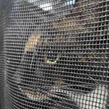 Venus -  Domestic Short Hair Cat for Adoption in Newark, New Jersey - Venus | PetCurious