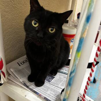 Rescue Domestic Short Hair Cats for Adoption in Nogales, Arizona - Phoebe | PetCurious