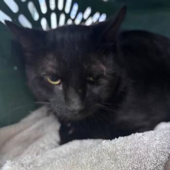 Tios -  Domestic Short Hair Cat for Adoption in Indianapolis, Indiana - Tios | PetCurious