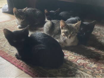 Rescue Domestic Short Hair Cats for Adoption in San Luis Obispo, California - Tea Time Kittens - 5 Total | PetCurious