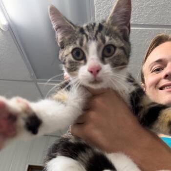 Moon Knight -  Domestic Short Hair Cat for Adoption in Corbin, Kentucky - Moon Knight | PetCurious