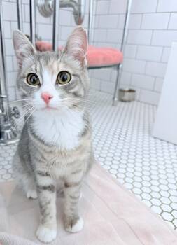 Dilute Calico Cats Available for Adoption in New Orleans, Louisiana - Marmalade | PetCurious