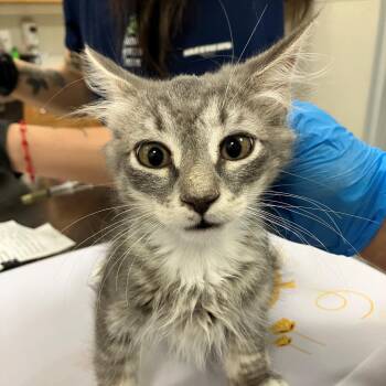 Jasmine -  Domestic Medium Hair Cat for Adoption in Las Cruces, New Mexico - Jasmine | PetCurious