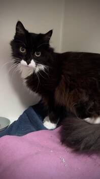 Beauty -  Domestic Long Hair Cat for Adoption in Hayward, Wisconsin - Beauty | PetCurious