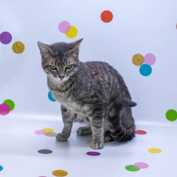 Rescue Domestic Short Hair Cats for Adoption in East St. Louis, Illinois - Weezy-C | PetCurious