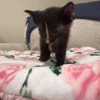 Daffodil -  Domestic Short Hair Cat for Adoption in South Elgin, Illinois - Daffodil | PetCurious