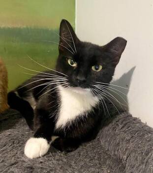 Rescue Domestic Short Hair Cats for Adoption in Lafayette Township, New Jersey - Amaryllis | PetCurious