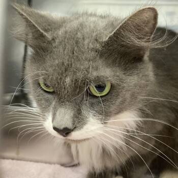 Rescue Domestic Medium Hair Cats for Adoption in Pittsford, Vermont - Mariah Kitty | PetCurious