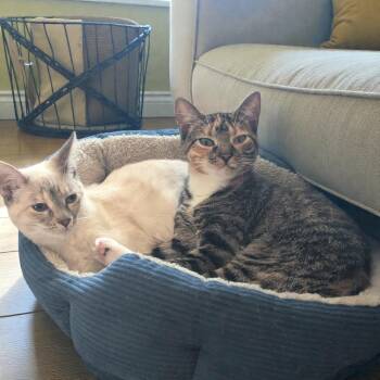 Domestic Short Hair Cats Available for Adoption - Pepsi & Fresca (bonded Pair) | PetCurious