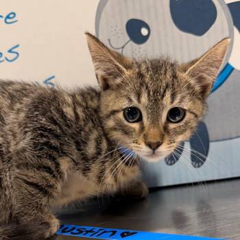 Theodore -  Domestic Short Hair Cat for Adoption in Tampa, Florida - Theodore | PetCurious