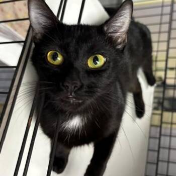 Domestic Short Hair Cats Available for Adoption in Allegan, Michigan - Luna | PetCurious