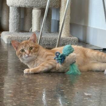 Romy -  Domestic Short Hair Cat for Adoption in Louisville, Kentucky - Romy | PetCurious
