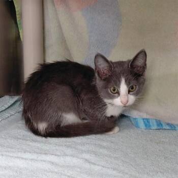 KIMMIE -  Domestic Short Hair Cat for Adoption - KIMMIE | PetCurious