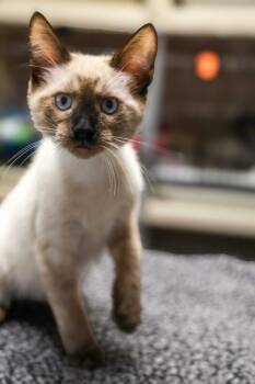 Ridge -  Domestic Short Hair Cat for Adoption in Topeka, Kansas - Ridge | PetCurious